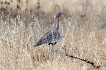 A Kori Bustard (Ardeotis kori