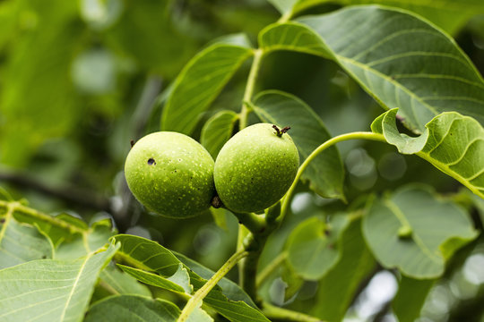Closeup of green walnut