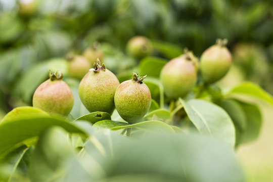 Pears growing on tree