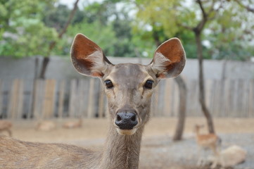 young Spotted deer