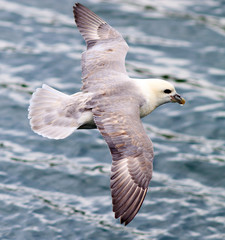 Iceland Gull