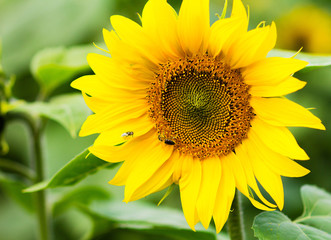 sunflower