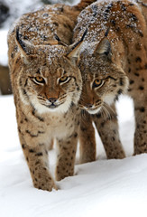 Winter Lynx