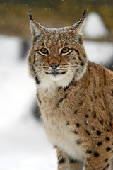 Naklejka premium Winter Lynx