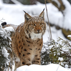 Winter Lynx