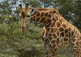 Giraffe