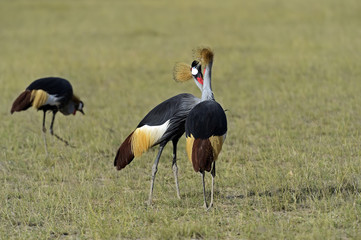 Crowned Crane