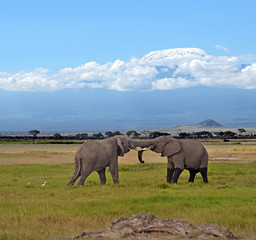 Fototapeta na wymiar Kilimanjaro elephants
