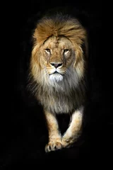 Papier Peint photo Lavable Lion Lion dans un linceul