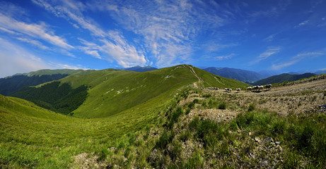 Naklejka premium Herd of Sheep