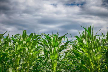 Corn field under a cloudy sky