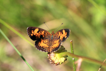 Pearl Crescent Butterfly