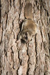 Southern Flying Squirrel
