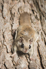 Southern Flying Squirrel
