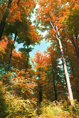 Herbstlicher Wald