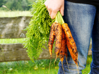holding carrots after harvest