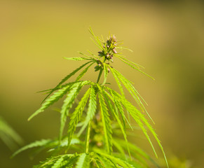 Fototapeta premium Marihuana plants, macro photo, low depth of focus