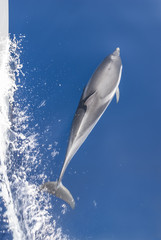 ein Drlphin begleitet eine Yacht