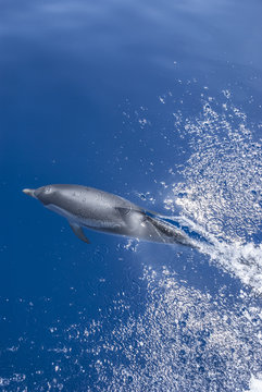 Delphin spielt an Wasseroberfläche