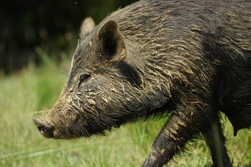 pig little black portrait