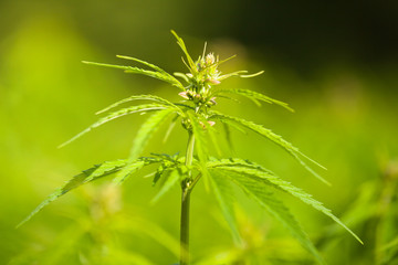 Marihuana plants, macro photo, low depth of focus