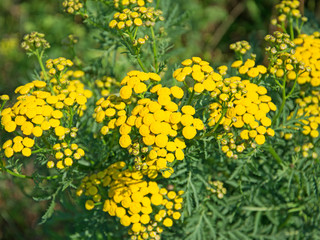 Rainfarn - Tanacetum vulgare