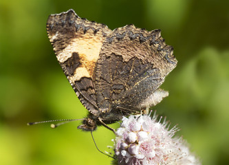 Бабочка Крапивница (Aglais urticae)