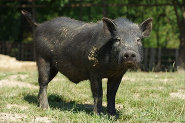 pig little black 4