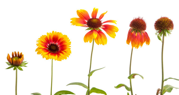 Entwicklung einer Kokardenblume