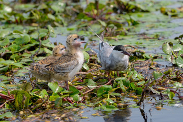The Whiskered Tern. Birds with chicks