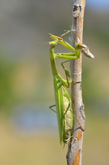 Insect outdoor (Mantis Religiosa) eats