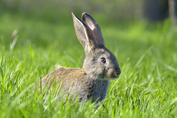 Naklejka na ściany i meble Young rabbit on field