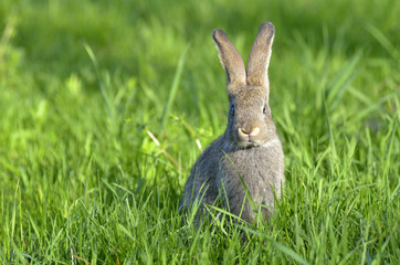 Young rabbit on field
