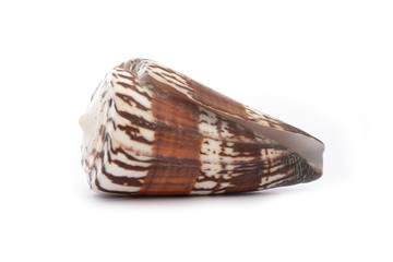 Weasel cone snail (Rhizoconus mustelinus)