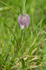 Snake's Head Fritillary ( Fritillaria meleagris )