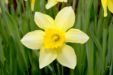 Fototapeta premium Beautiful daffodil in garden
