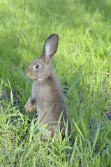 Young rabbit on field