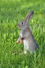 Young rabbit on field