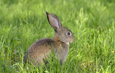Young rabbit on field