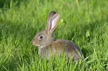 Young rabbit on field