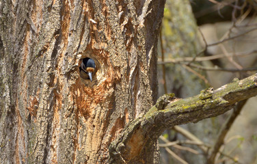 Great Spotted Woodpecker at nest-hole site