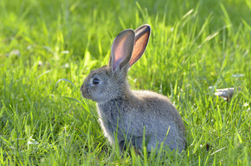 Young rabbit on field