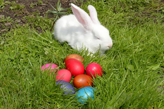 Easter eggs and the Easter bunny on grass
