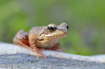 The Common Frog, Rana temporaria
