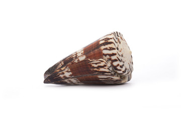 Sea shell on white background