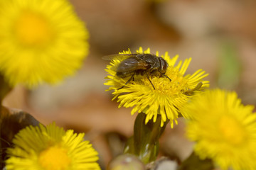 Bite on a yellow flower, in spring day