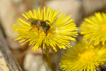 Bee on yellow flower, in spring day