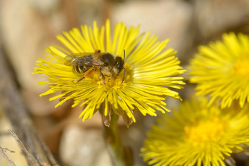 Bee on yellow flower, in spring day