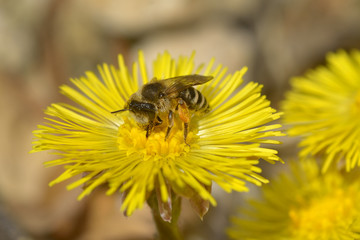 Bee on yellow flower, in spring day