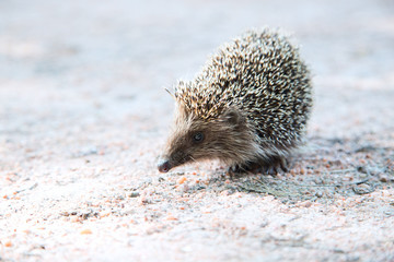 Closeup of hedgehog © versh